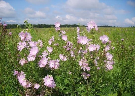 Animals and plants of the steppe of Russia – photo, list, names, description, report