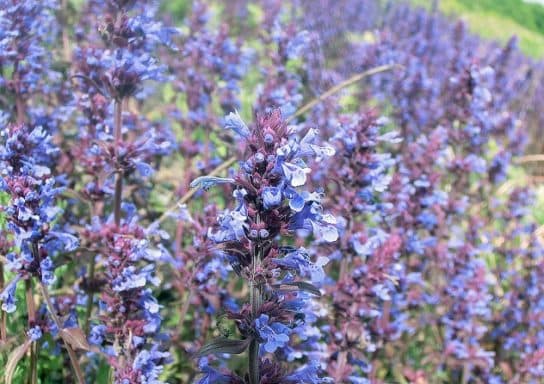 Animals and plants of the steppe of Russia – photo, list, names, description, report