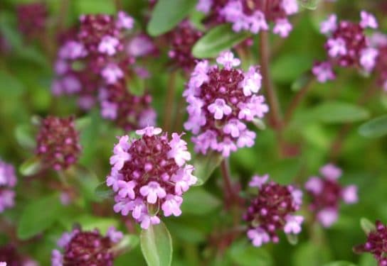 Animals and plants of the steppe of Russia – photo, list, names, description, report