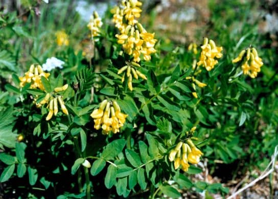 Animals and plants of the steppe of Russia – photo, list, names, description, report