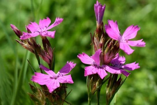 Animals and plants of the steppe of Russia – photo, list, names, description, report