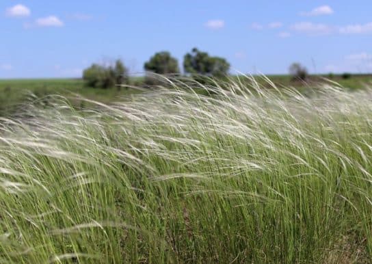 Animals and plants of the steppe of Russia – photo, list, names, description, report