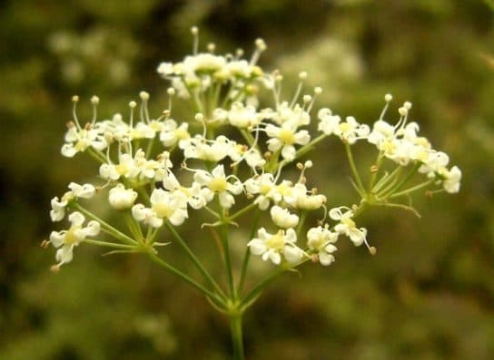 Animals and plants of the steppe of Russia – photo, list, names, description, report