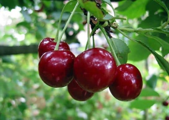 Animals and plants of the steppe of Russia – photo, list, names, description, report