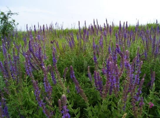 Animals and plants of the steppe of Russia – photo, list, names, description, report