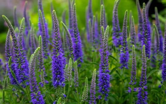 Animals and plants of the steppe of Russia – photo, list, names, description, report