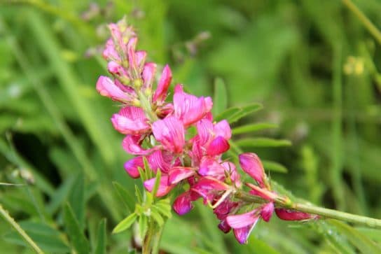 Animals and plants of the steppe of Russia – photo, list, names, description, report