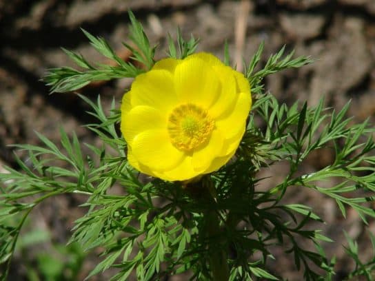 Animals and plants of the steppe of Russia – photo, list, names, description, report