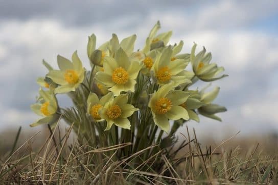 Animals and plants of the steppe of Russia – photo, list, names, description, report