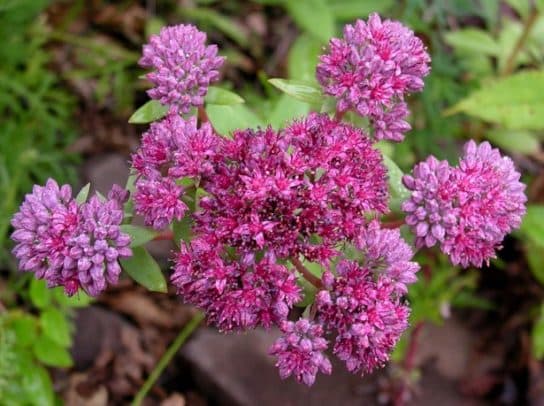 Animals and plants of the steppe of Russia – photo, list, names, description, report