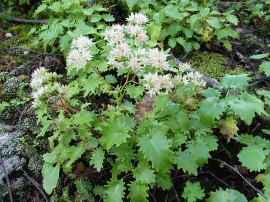 Animals and plants of the steppe of Russia – photo, list, names, description, report