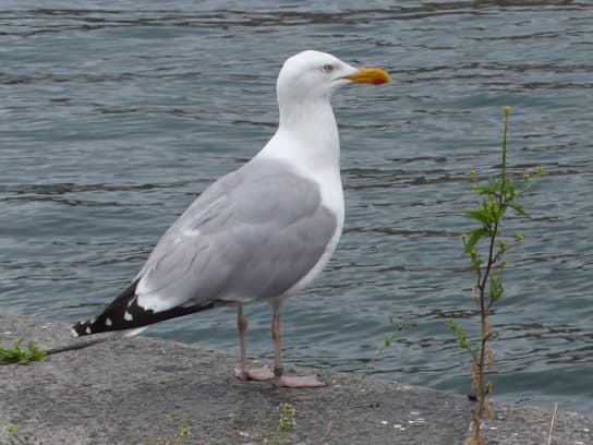 Animals and plants of the steppe of Russia – photo, list, names, description, report
