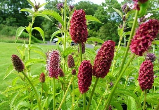 Animals and plants of the steppe of Russia – photo, list, names, description, report