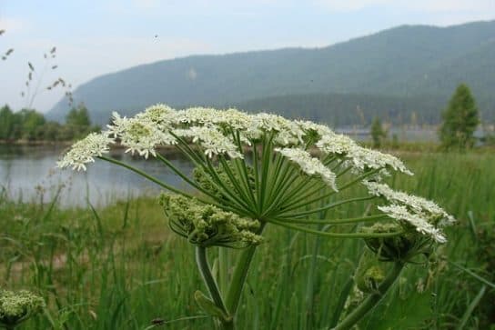 Animals and plants of the steppe of Russia – photo, list, names, description, report