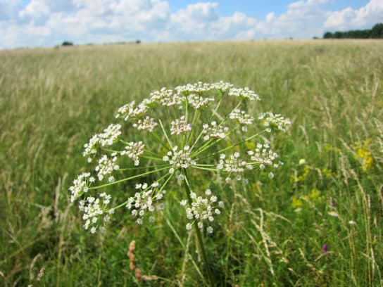 Animals and plants of the steppe of Russia – photo, list, names, description, report