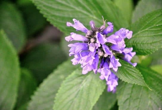 Animals and plants of the steppe of Russia – photo, list, names, description, report