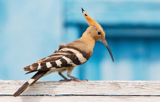 Animals and plants of the steppe of Russia – photo, list, names, description, report