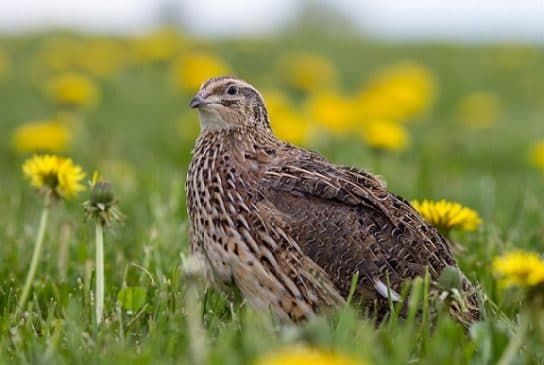 Animals and plants of the steppe of Russia – photo, list, names, description, report