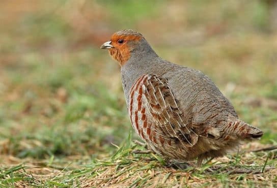 Animals and plants of the steppe of Russia – photo, list, names, description, report