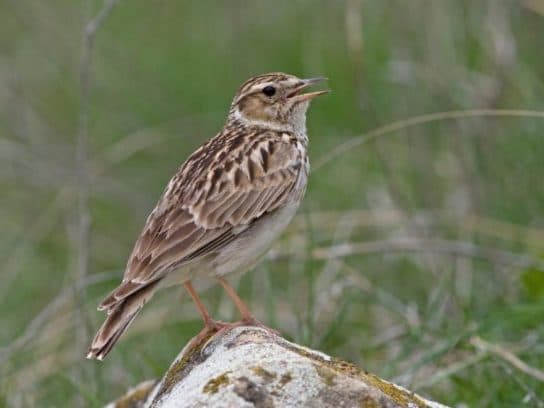 City birds – photos with the names of birds of the urban environment, species, list