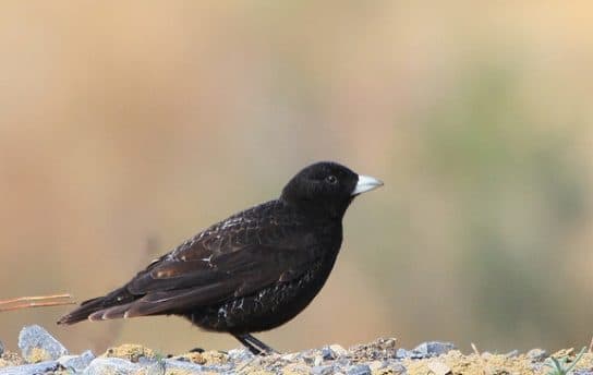 Animals and plants of the steppe of Russia – photo, list, names, description, report