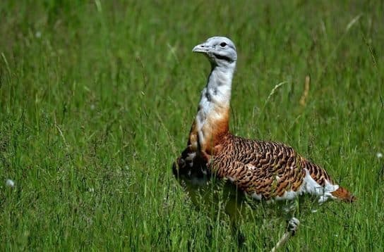Animals and plants of the steppe of Russia – photo, list, names, description, report