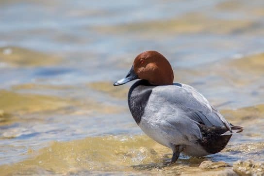 Animals and plants of the steppe of Russia – photo, list, names, description, report