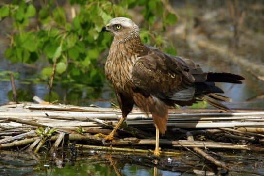 Animals and plants of the steppe of Russia – photo, list, names, description, report