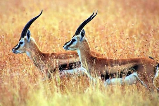 Animals of China – photos, names and descriptions |  What animals live in China