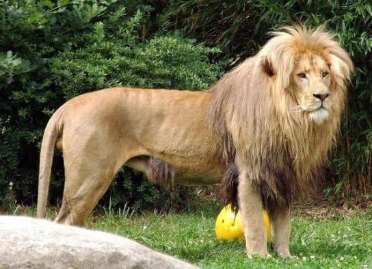 Animals in Africa – a list of animal species with photos and descriptions |  Beasts of Africa