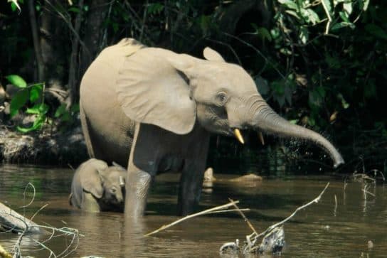 Animals in Africa – a list of animal species with photos and descriptions |  Beasts of Africa