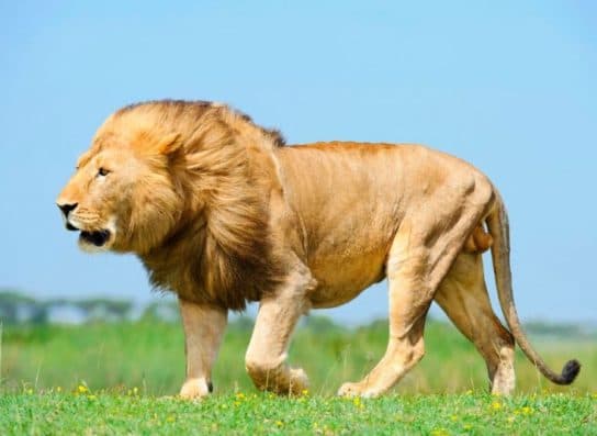 Animals in Africa – a list of animal species with photos and descriptions |  Beasts of Africa