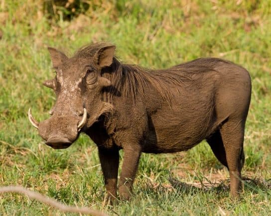 Animals in Africa – a list of animal species with photos and descriptions |  Beasts of Africa