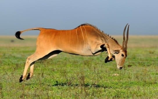 Ruminants – members of the family, especially, the stomach of ruminants