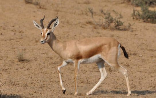 Animals in Africa – a list of animal species with photos and descriptions |  Beasts of Africa