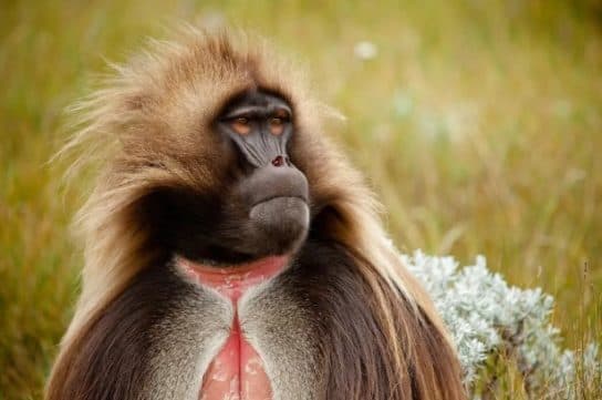 Animals in Africa – a list of animal species with photos and descriptions |  Beasts of Africa