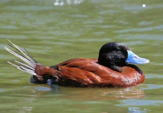 Animals in Africa – a list of animal species with photos and descriptions |  Beasts of Africa