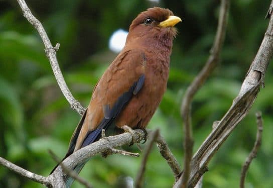 Animals in Africa – a list of animal species with photos and descriptions |  Beasts of Africa