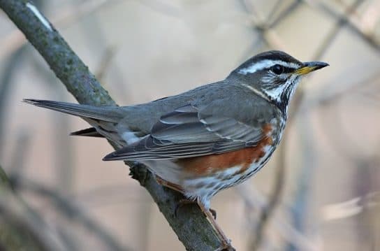 Animals in Africa – a list of animal species with photos and descriptions |  Beasts of Africa