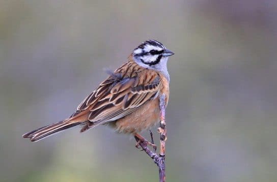 Animals in Africa – a list of animal species with photos and descriptions |  Beasts of Africa