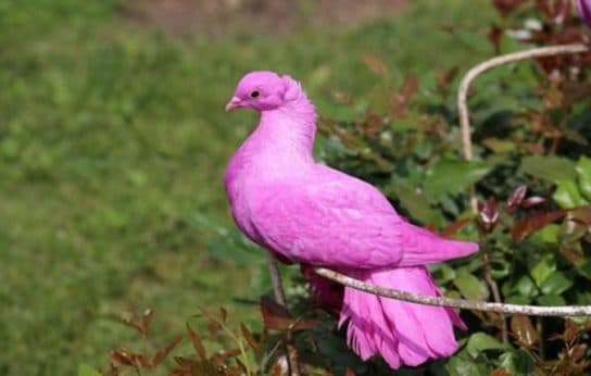 Animals in Africa – a list of animal species with photos and descriptions |  Beasts of Africa