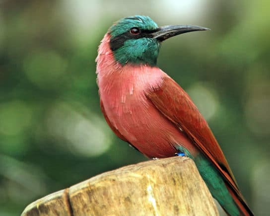 Animals in Africa – a list of animal species with photos and descriptions |  Beasts of Africa