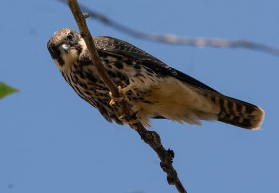 Animals in Africa – a list of animal species with photos and descriptions |  Beasts of Africa