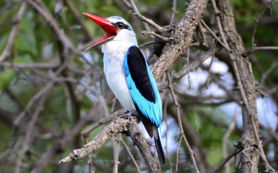 Animals in Africa – a list of animal species with photos and descriptions |  Beasts of Africa