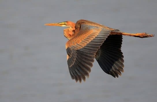 Animals in Africa – a list of animal species with photos and descriptions |  Beasts of Africa