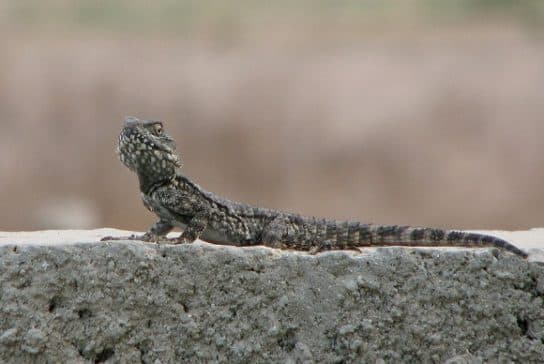 Animals in Africa – a list of animal species with photos and descriptions |  Beasts of Africa