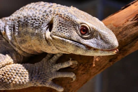 Animals in Africa – a list of animal species with photos and descriptions |  Beasts of Africa