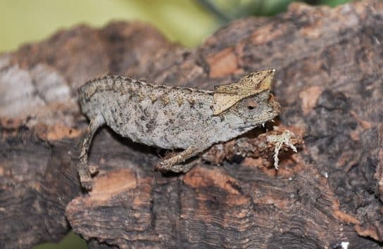 Animals in Africa – a list of animal species with photos and descriptions |  Beasts of Africa