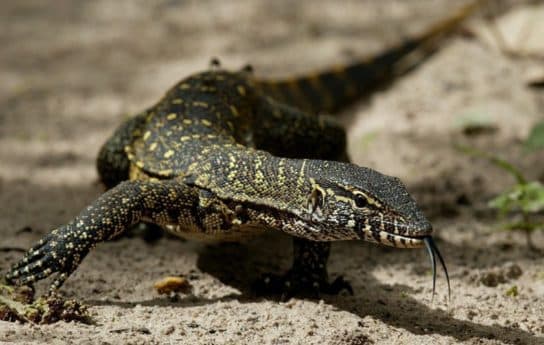 Animals in Africa – a list of animal species with photos and descriptions |  Beasts of Africa