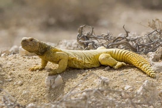 Animals in Africa – a list of animal species with photos and descriptions |  Beasts of Africa